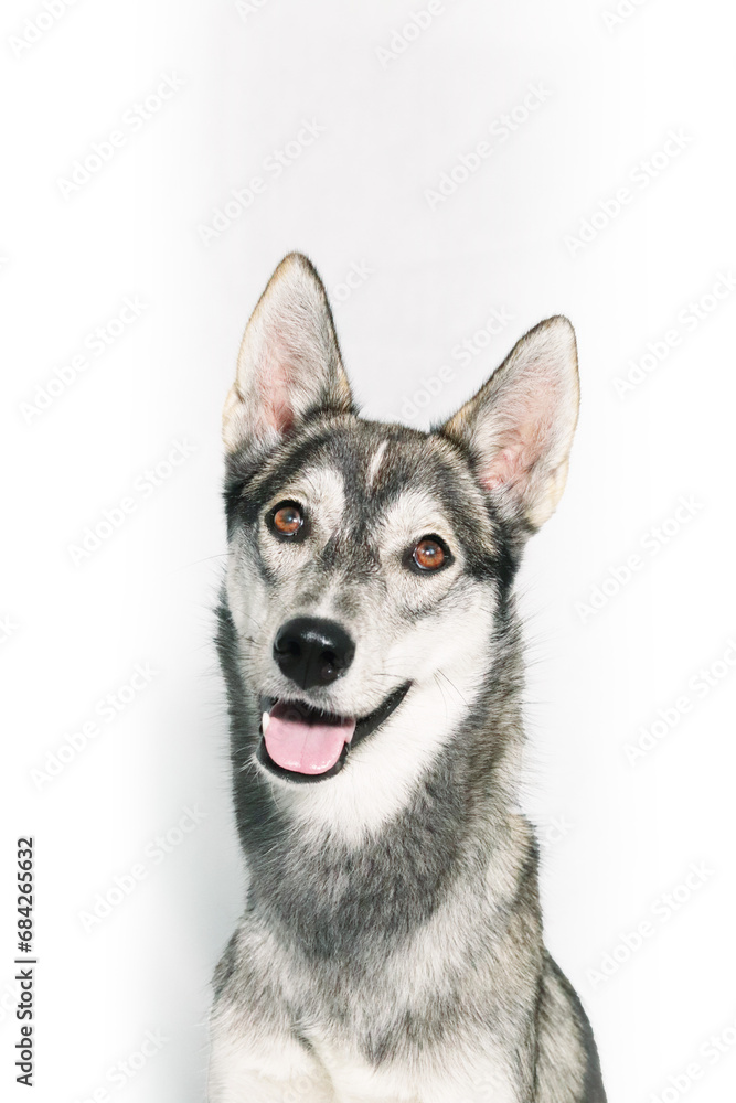 Siberian Husky Arbeitslinie, Schlittenhund