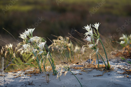Pancratium maritimum , Sea daffodil