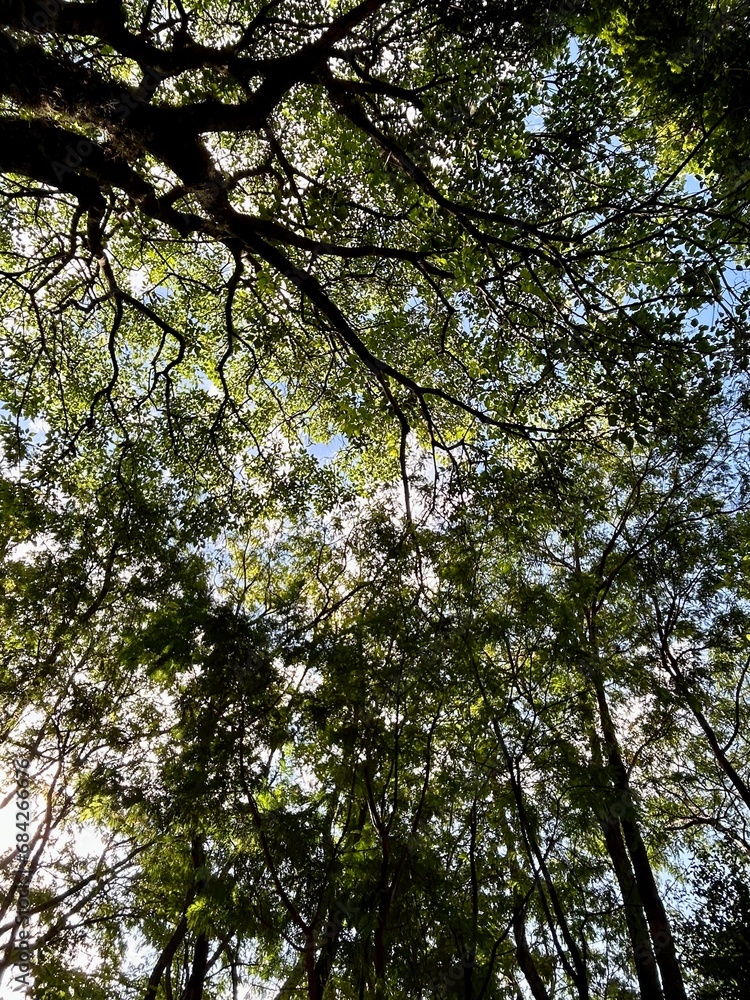 Obraz premium trees and sky