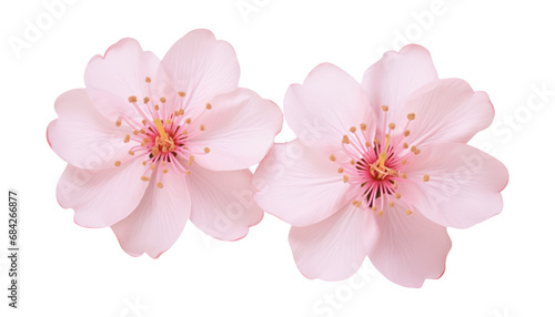 pink cherry blossom isolated on transparent background cutout