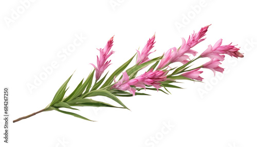 pink flower stalk isolated on transparent background cutout