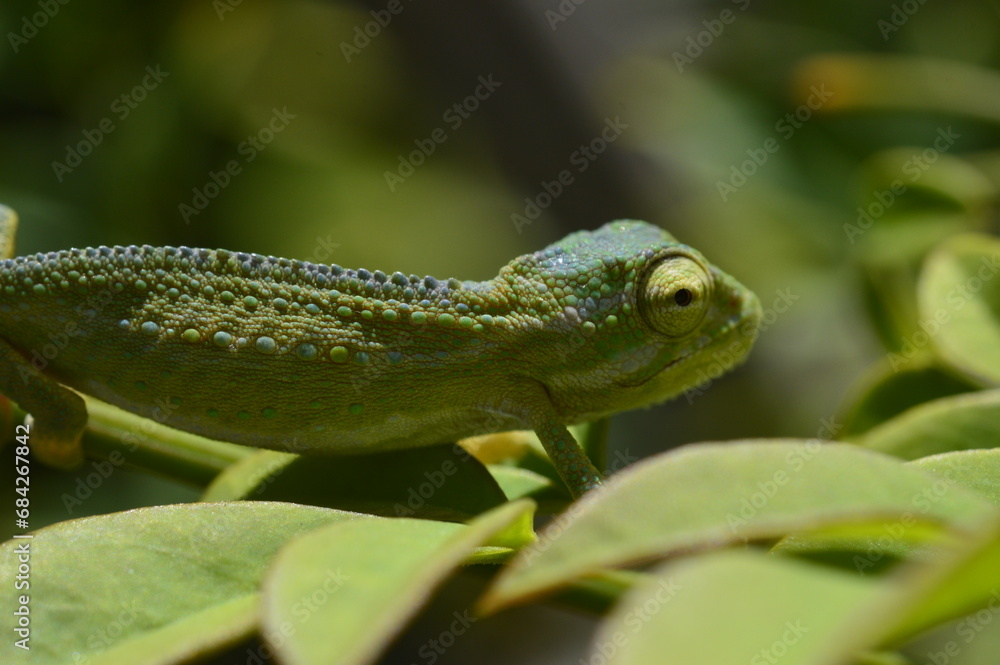 Obraz premium Cape dwarf chameleon