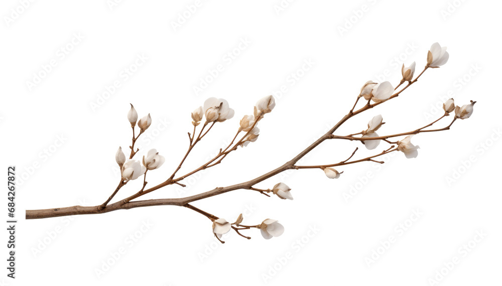 branch of a white bud isolated on transparent background cutout - obrazy, fototapety, plakaty 