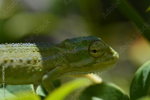 green chameleon on a branch © byron_sa