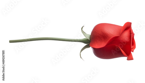 red rose isolated on transparent background cutout #684267881
