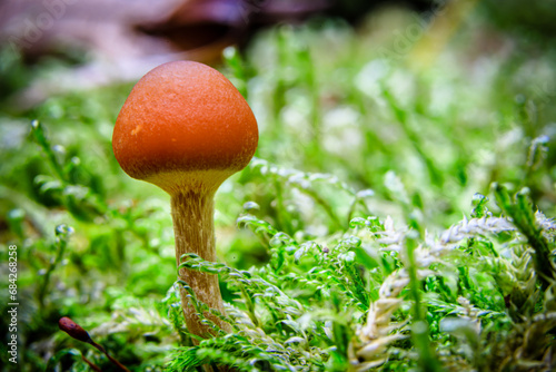 Unknown, small mushroom