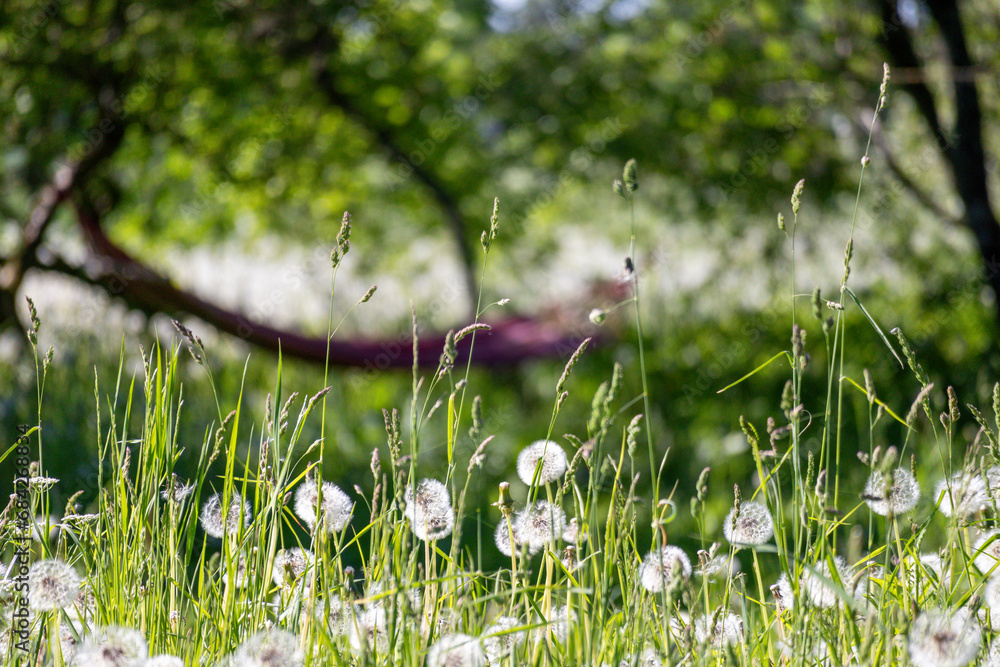 
a field of fluffy balls of white milkweed on green stalks on a background of grass and a hammock
