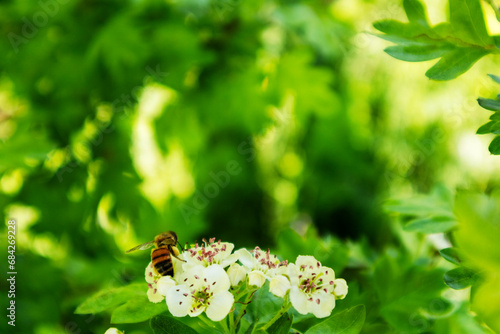A white flower bush with small white flowers and two bees on it
