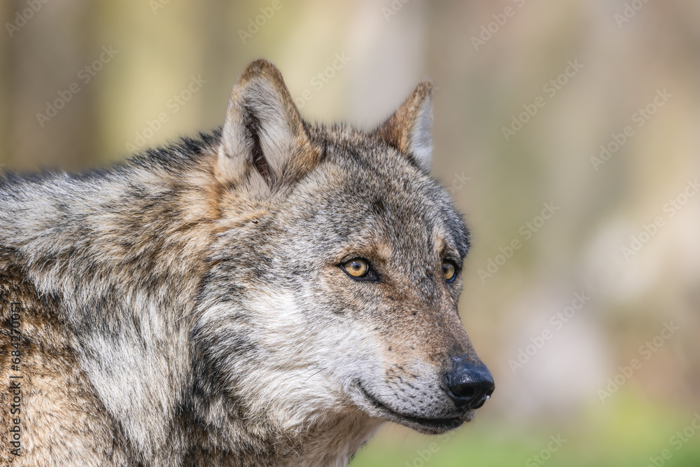 Wolf Close-Up