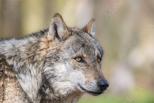 Wolf Close-Up