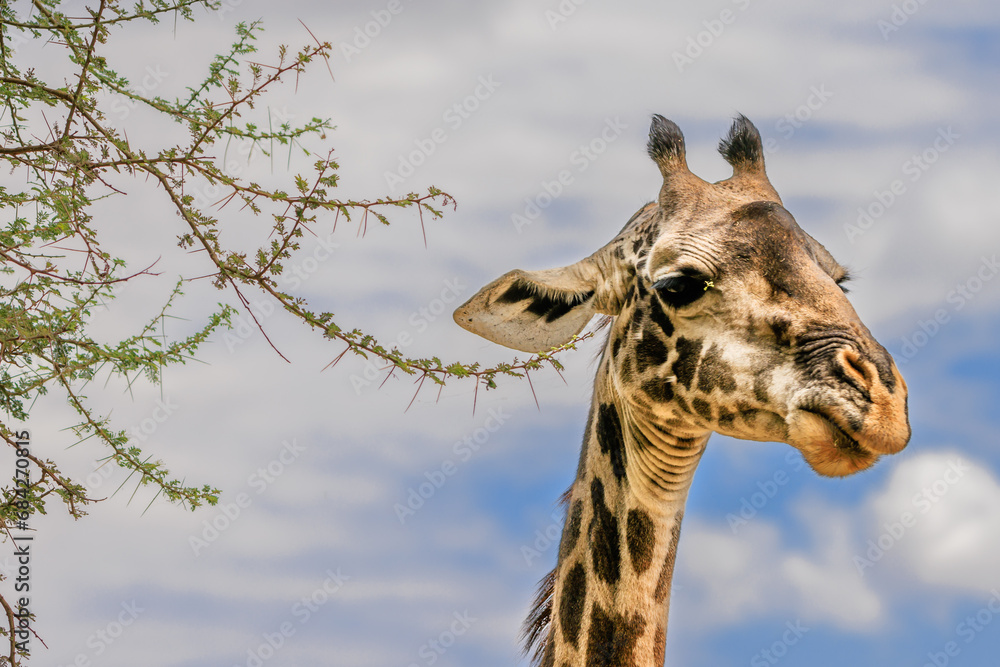 Obraz premium Giraffe Close-Up