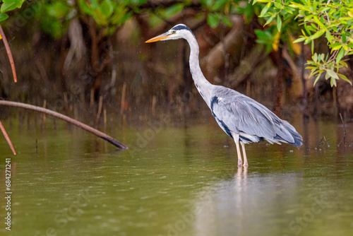 A GRAY HERON  it does hunt mostly along river banks  it was short in east Africa coast Kenya Mombasa
