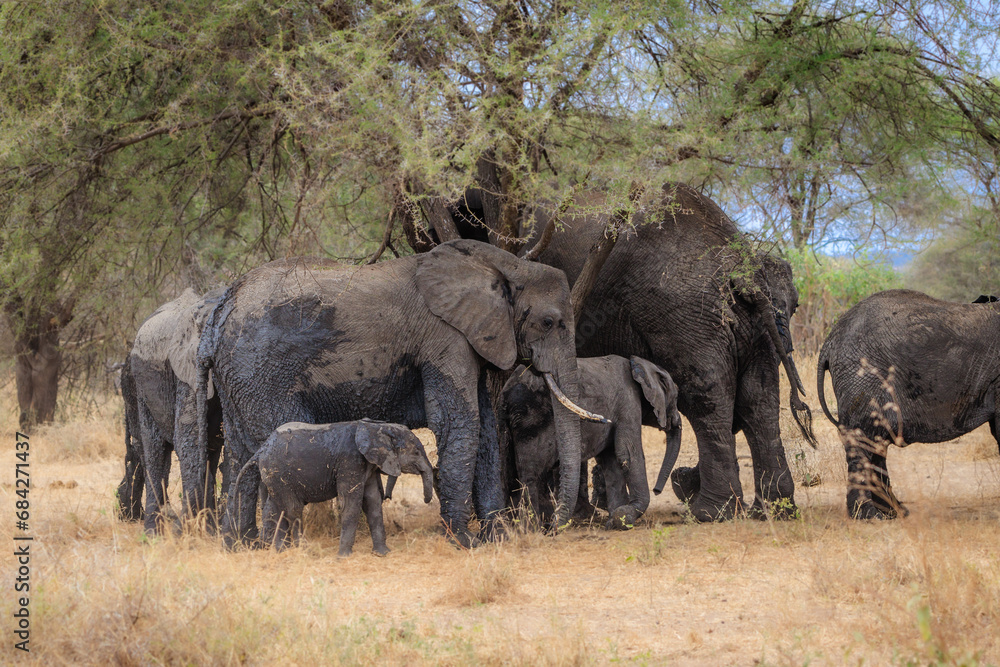 Elephant group under a tree