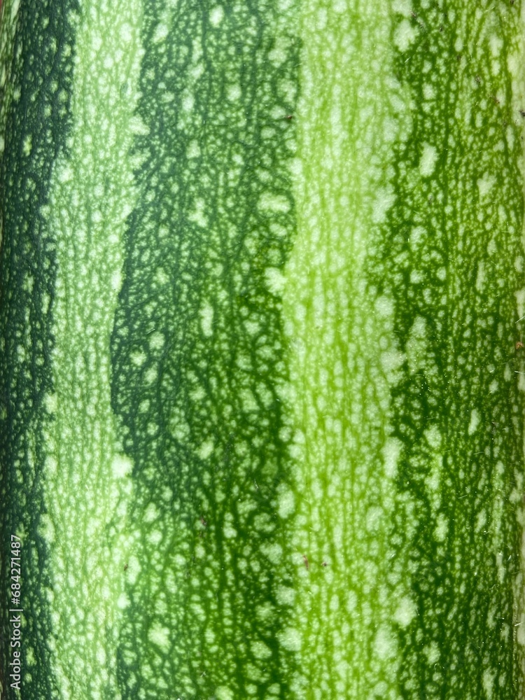 Fototapeta premium The green surface of the skin of a zucchini
