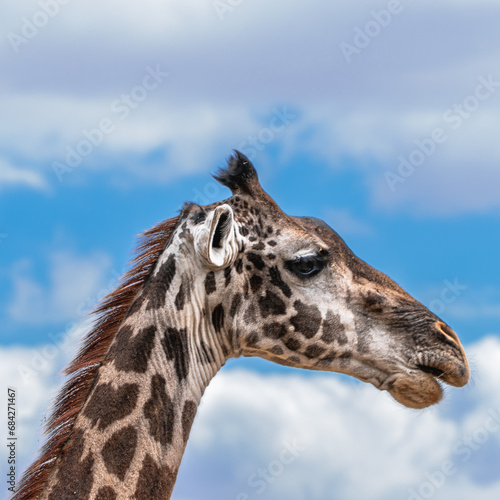 Giraffe Close-Up © Claus