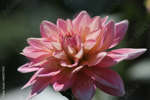 Fototapeta Naklejka Na Ścianę i Meble -  pink lotus flower