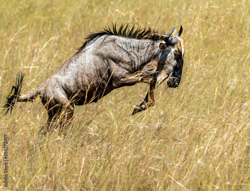 Wilderbeest jumping