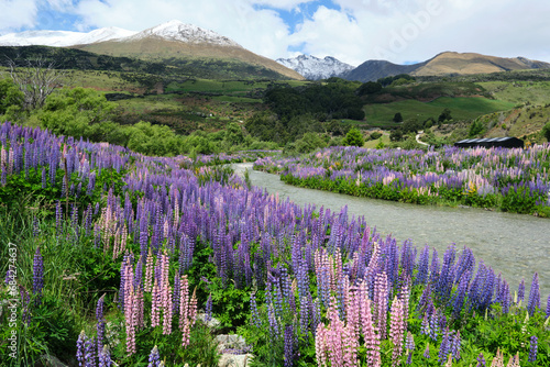 Flowers in the mountains in new zealand