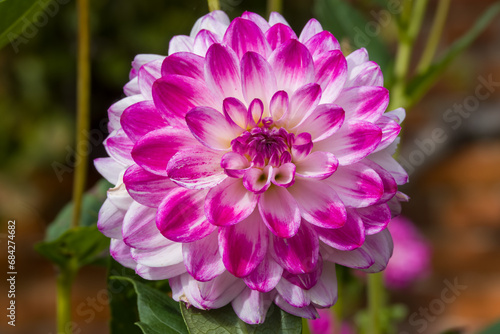 close up of bright pink and white dahlia flower head