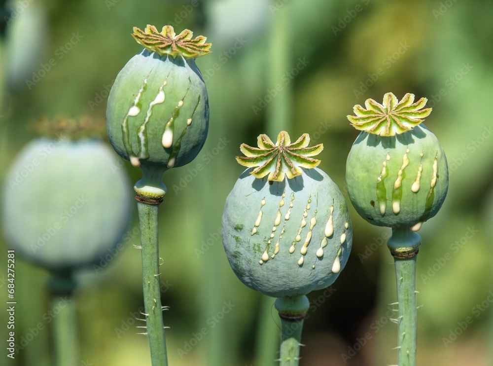 opium poppy heads with drops of opium milk latex opium poppy heads with drops of opium milk latex