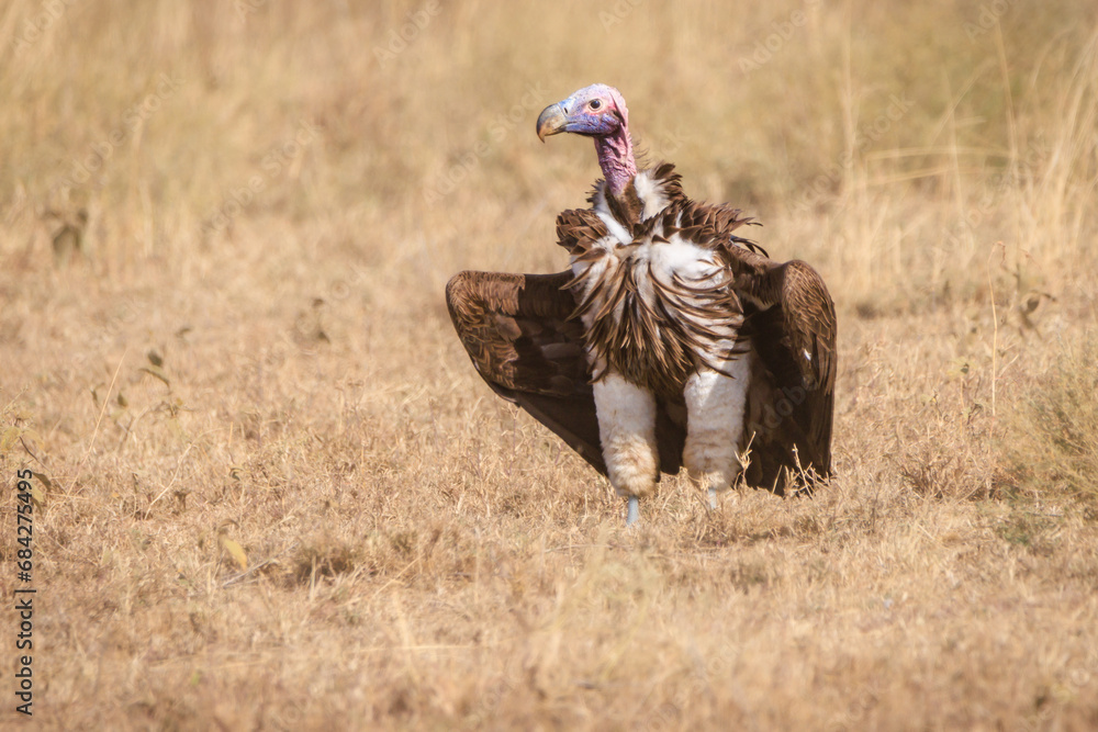 Fototapeta premium Vultures