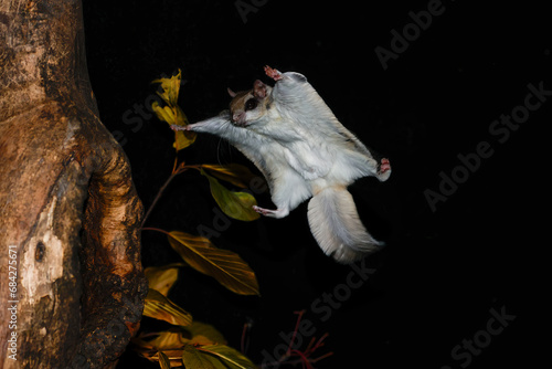 Southern Flying Squirrel gliding to cavity taken in southern MN taken under controlled conditions photo