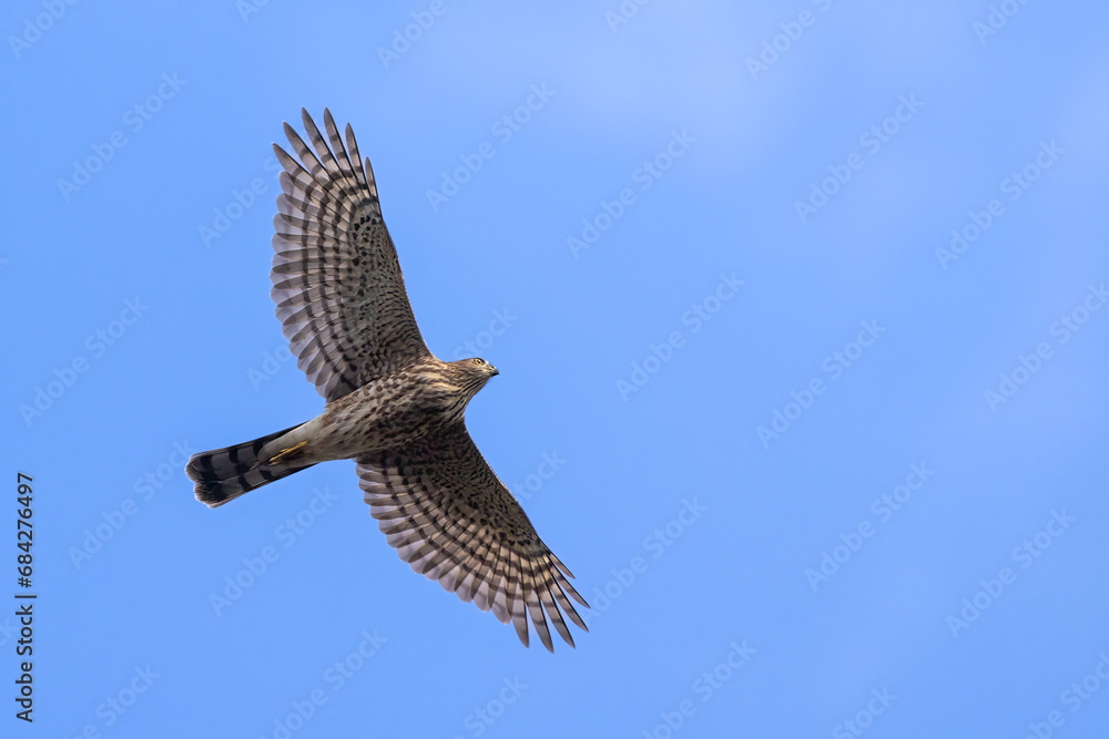 Fototapeta premium Sharp-shinned Hawk juvenile taken in northern MN