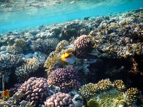 Red Sea wonderful coral reef life