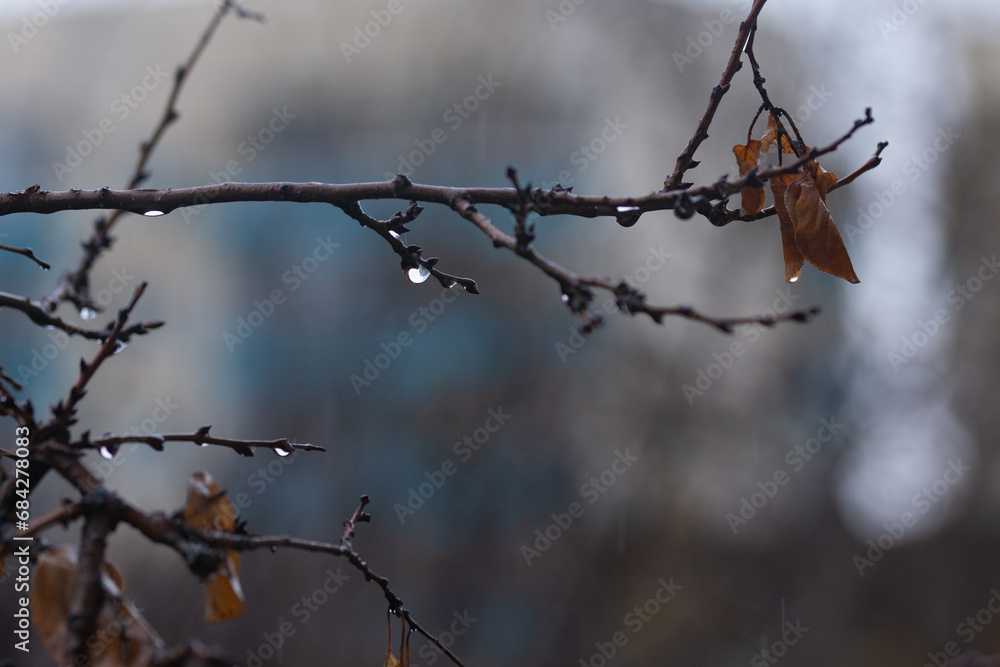 raindrops on tree branch, autumn rainy day raindrops on tree branch, autumn rainy day