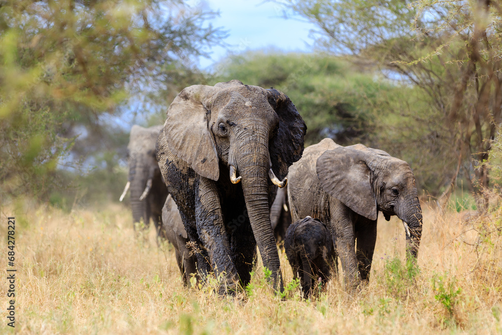 Obraz premium Elephant group on the way