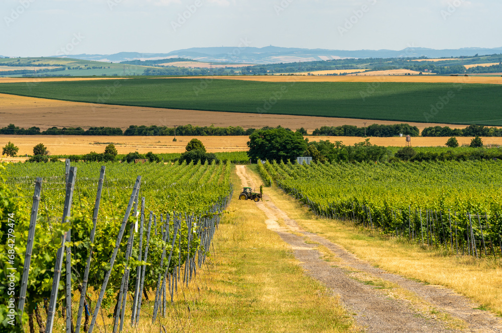Fototapeta premium Vineyards around Znojmo, South Moravia. Famous wine region of Czech Republic