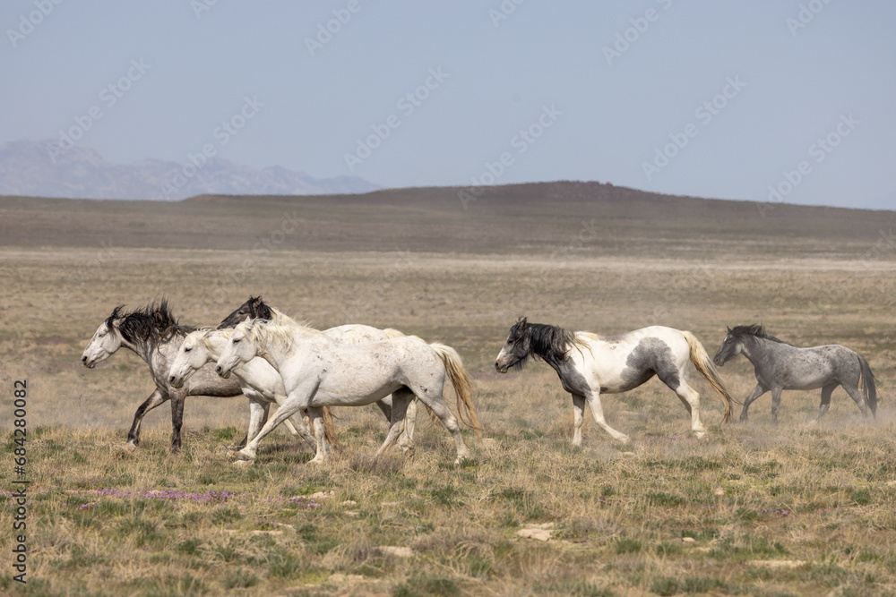 Obraz premium Wild Horses in Springtime in the Utah Desert