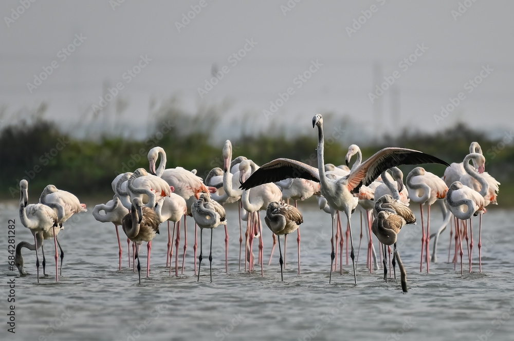 Fototapeta premium Flamingos are famous and most beautiful pink color birds
