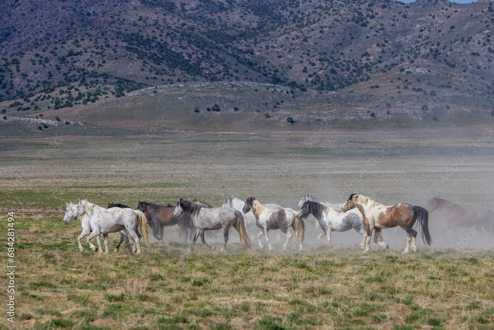 Wild Horses in Springtime in the Utah Desert Wild Horses in Springtime in the Utah Desert