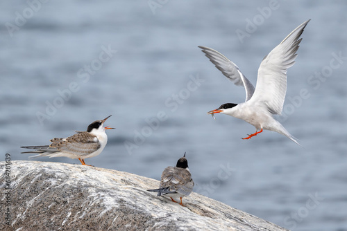 Common tern feeding the chicken photo