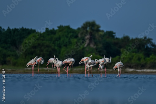 Flamingos are famous and most beautiful pink color birds © Dev Mukund