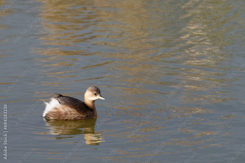 Fototapeta premium grèbe castagneux - tachybaptus ruficollis - podicipedidae