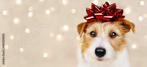 Happy holiday new year dog puppy face with a gift bow on her head and christmas lights on the background. Web banner.