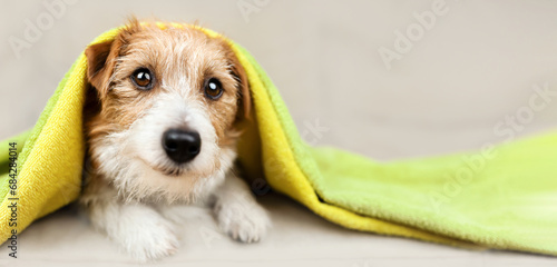 Face of a cute happy dog puppy with towel on her head after bath. Pet care and cleaning, grooming banner. photo
