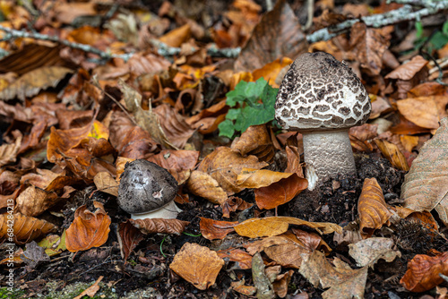 FUNGHI  STAGGIONE BOSCO COMMESTIBILE  NOVEMBRE  NATURA MACRO