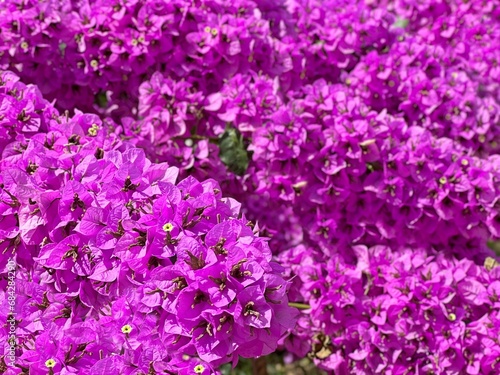 Bougainvillea pink purple flowers