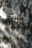 Birch bark texture	