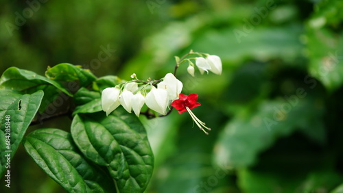 Clerodendrum bleeding heart white flower photo