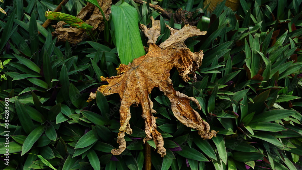 Obraz premium Dried leaves and fresh