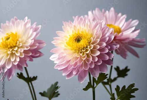 chrysanthemum flower in minimal style