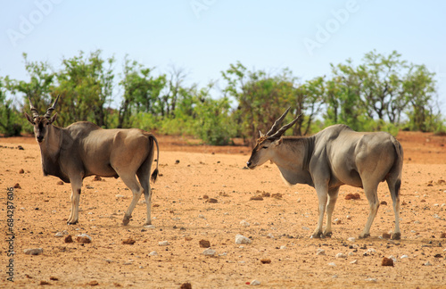 Two Large Eland (Taurotragus oryx), standing on the dry African plains in Etosha. These are the second largest antelope and can weigh up to 940kg. The dewlap helps to keep them cool © paula