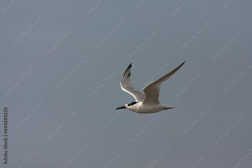 Sandwich Tern, Thalasseus sandvicensis Sandwich Tern, Thalasseus sandvicensis