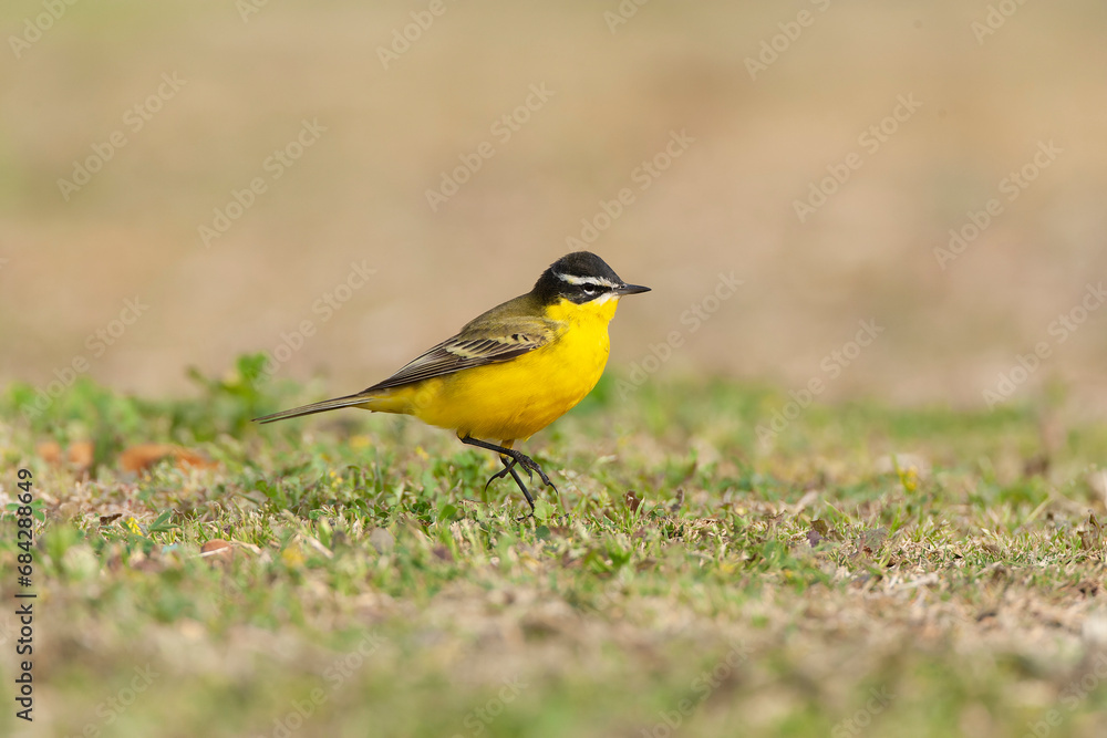 Black-headed Wagtail, Motacilla feldegg superciliaris Black-headed Wagtail, Motacilla feldegg superciliaris