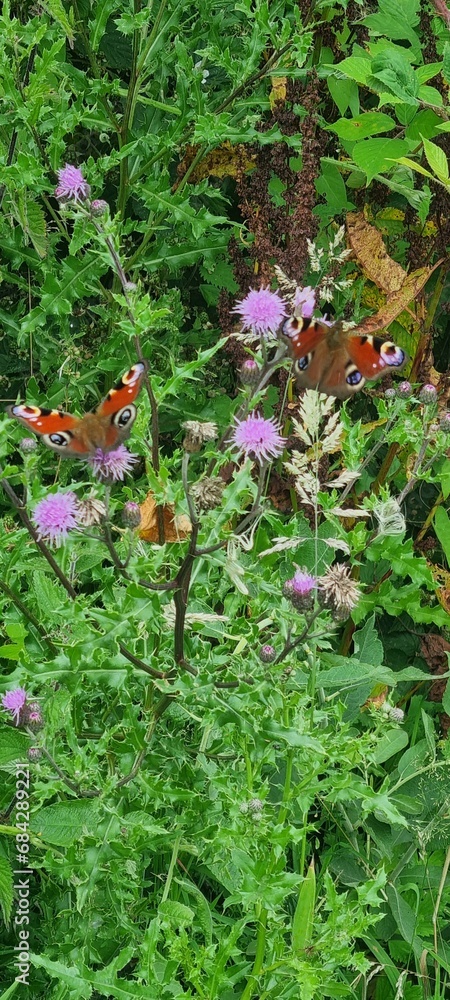 Butterflies in the English countryside