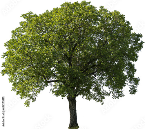 Grosser freistehender Baum mit gr  nen Bl  ttern